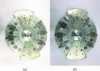 [Figure 4]